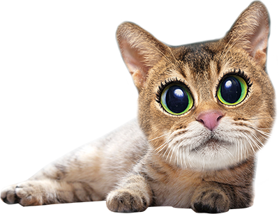 Kunstboer poes